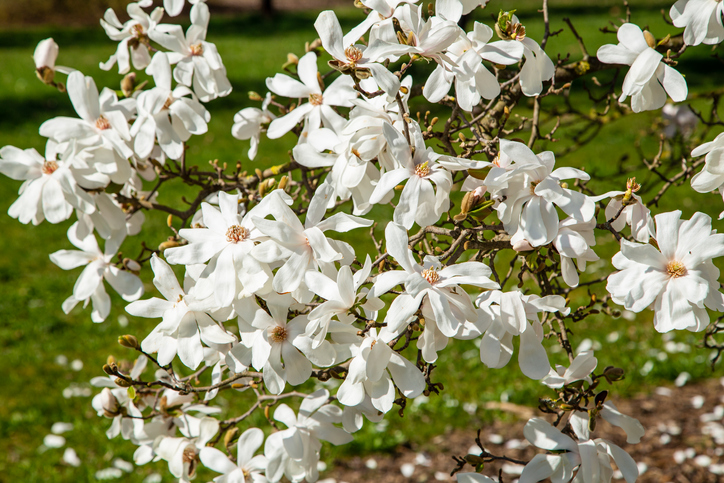 Blütezeiten der Magnolien