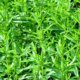 Bohnenkraut ernten und aufbewahren