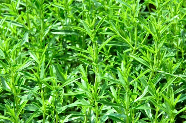 Bohnenkraut ernten und aufbewahren