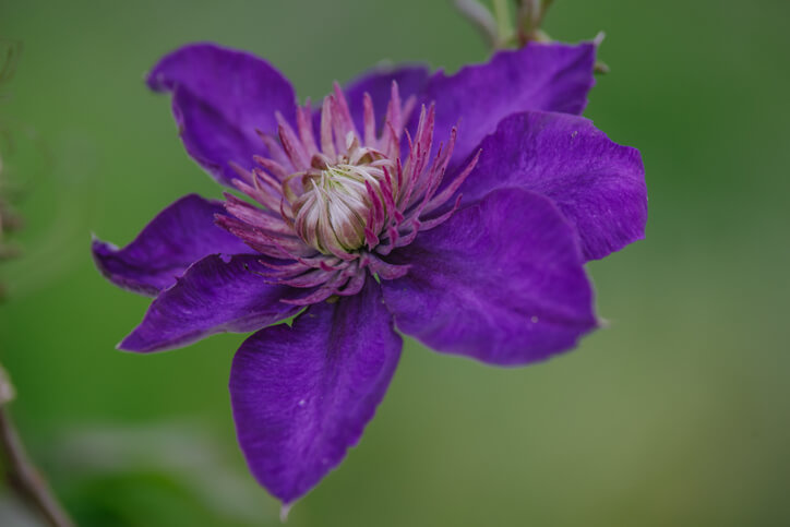 Clematis Arten, die sich durch Samen vermehren lassen