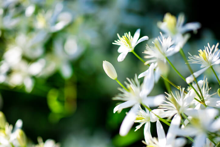 Clematis Arten, die sich zur Stecklingsvermehrung eignen