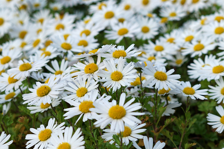 Das Aussehen der Margeriten