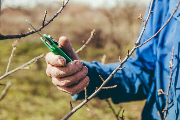 Das Edelreis schneiden