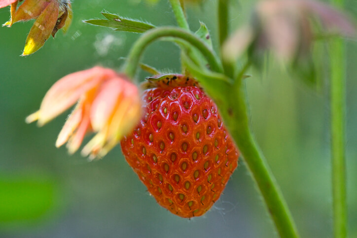 Das Hochbinden der Ranken