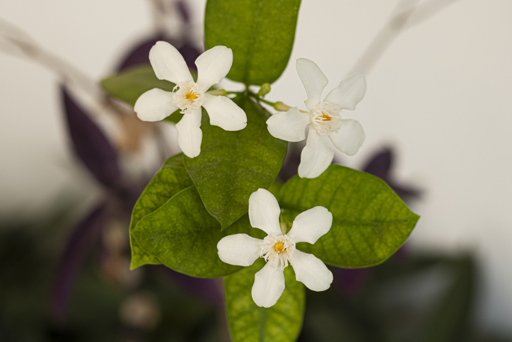 Das Überwintern im Kübel