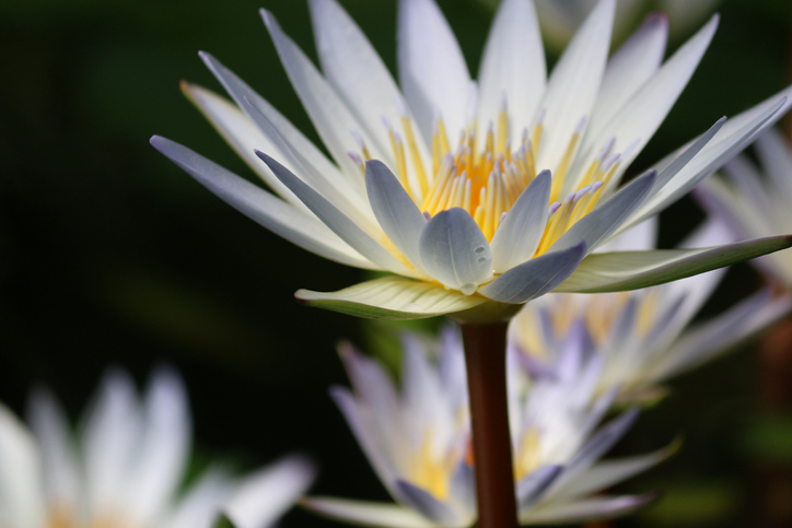 Daubenys Seerose - Nymphaea x daubenyana