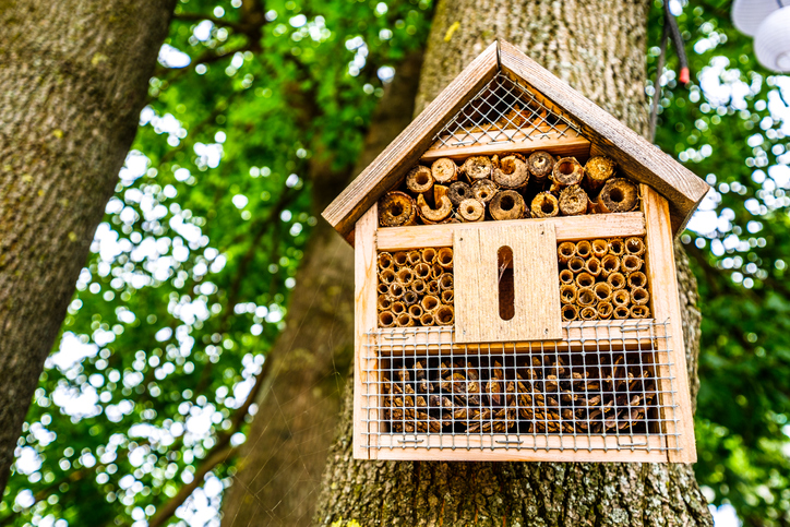 Den Marienkäfer im Insektenhotel ansiedeln