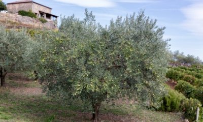 Den Olivenbaum im Frühjahr gießen und düngen