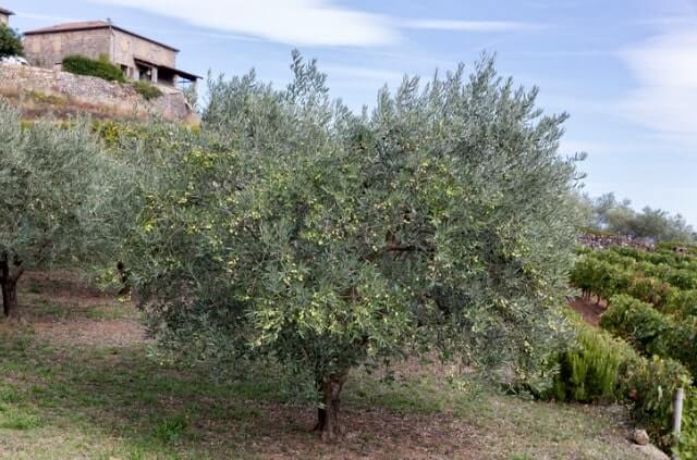 Den Olivenbaum im Frühjahr gießen und düngen