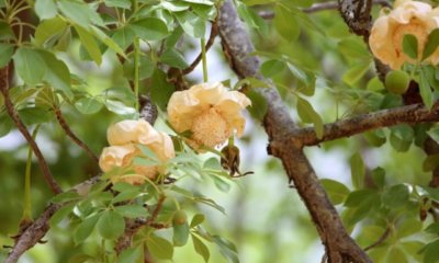 Der Affenbrotbaum verliert Blätter - Ursachen für Blattverlust