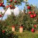 Der Apfelbaum und seine Pflege in den verschiedenen Jahreszeiten