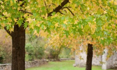 Der Steckbrief von Amberbaum