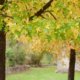 Der Steckbrief von Amberbaum
