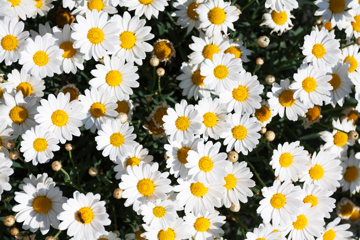 Der geeignete Standort für Gänseblümchen