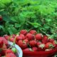 Der richtige Boden für Erdbeeren