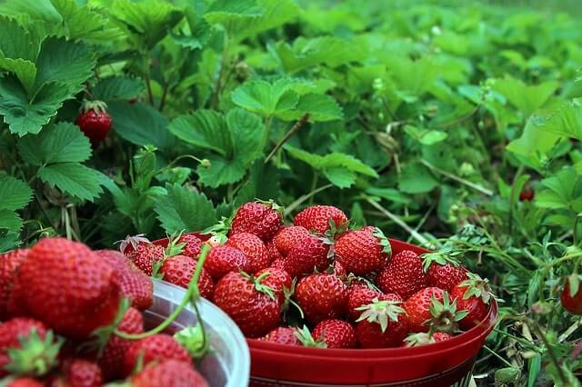Der richtige Boden für Erdbeeren