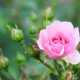 Der richtige Standort für Ihre Rosen