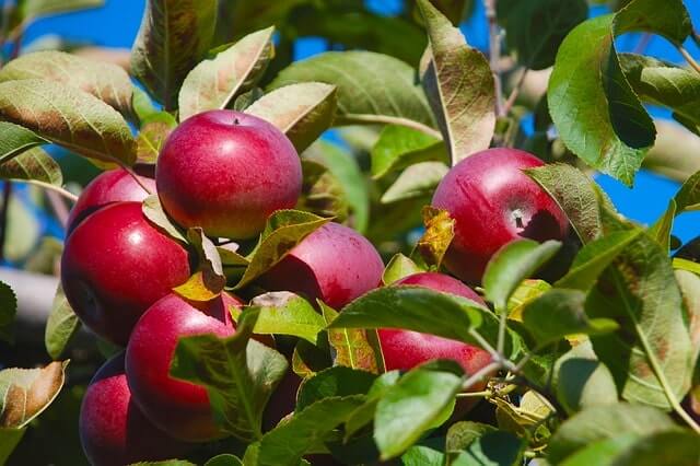 Die Apfelbaum Entwicklung - So fördert man das Wachstum