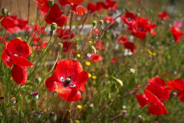 Die Aussaat Klatschmohn ist ein wahrer Sonnenanbeter