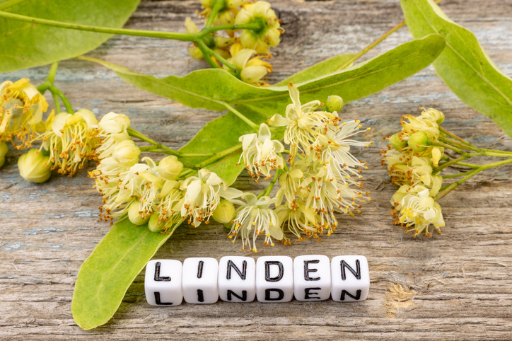 Die Blüte der Linde