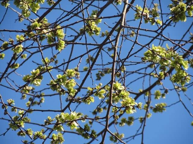 Die Blüte der Ulme