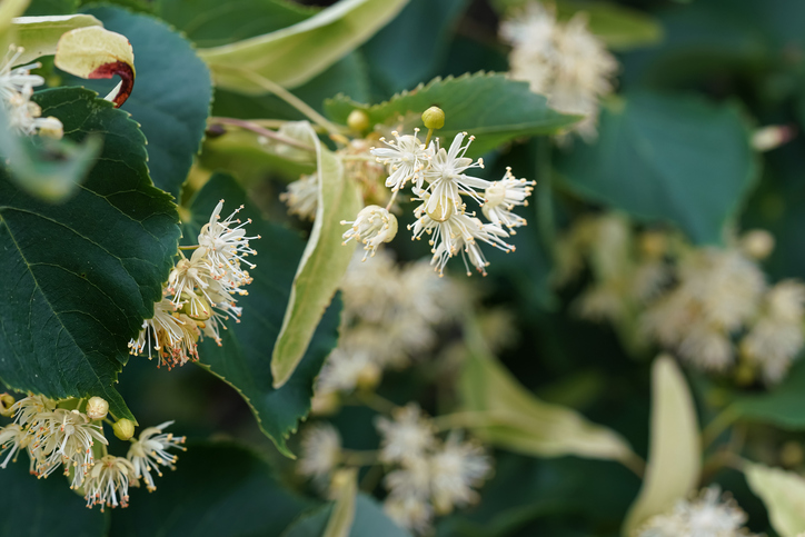 Die Entstehung der Früchte aus den Blüten