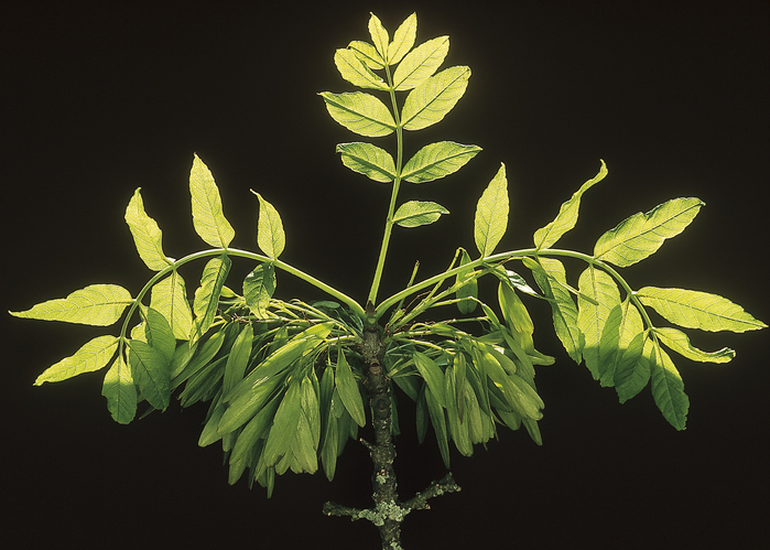 Die Esche in Form schneiden