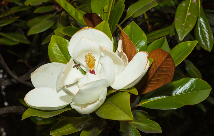 Die Pflege der Magnolia Grandiflora
