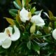 Die Pflege der Magnolia Grandiflora