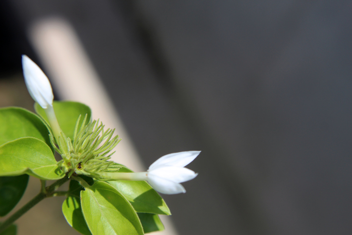 Die Pflege des Sternjasmin