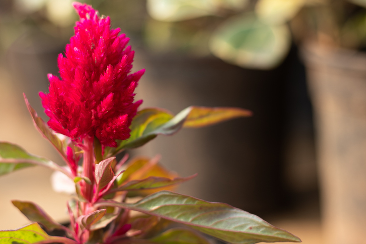 Die Pflege im Winter