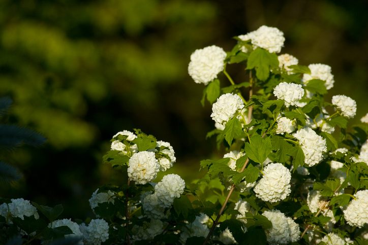 Die Schneeballhortensie