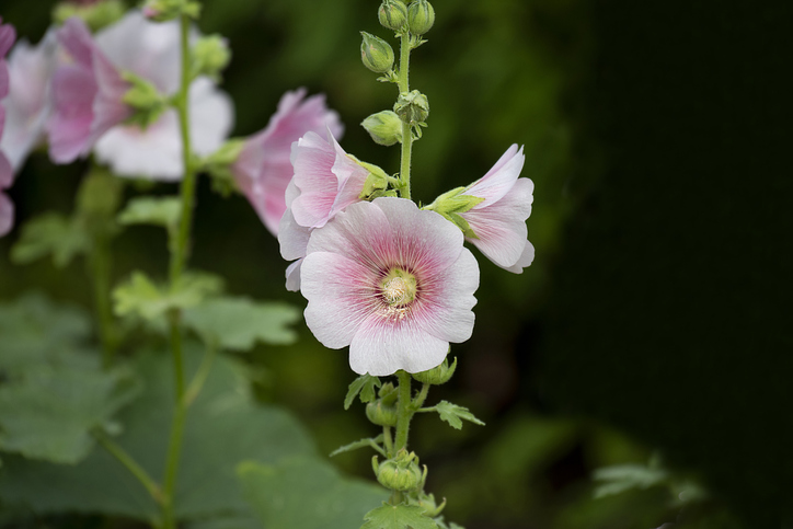Die Stockrose in den Topf oder Kübel pflanzen und pflegen