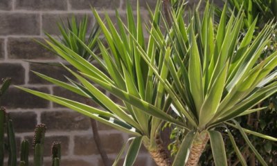 Die Yucca Palme richtig gießen - so oft sollte sie gegossen werden