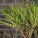 Die Yucca Palme richtig gießen - so oft sollte sie gegossen werden