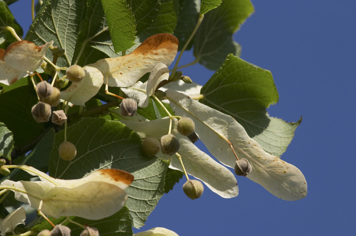 Die äußeren Merkmale der Früchte