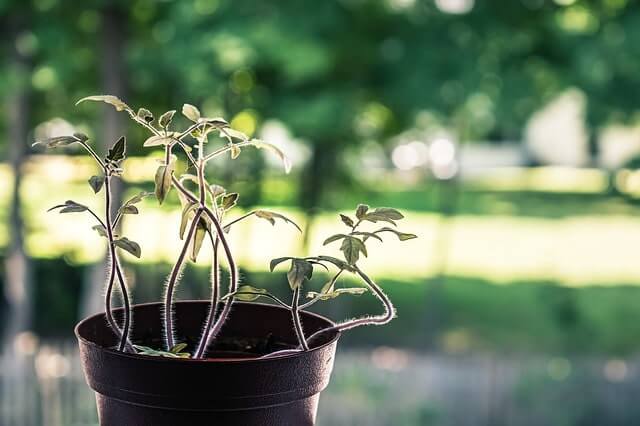 Die beste Blumenerde für Tomaten