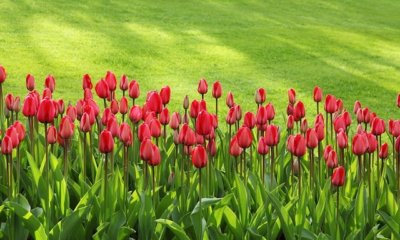 Die ideale Tulpen Pflanzzeit