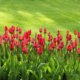 Die ideale Tulpen Pflanzzeit