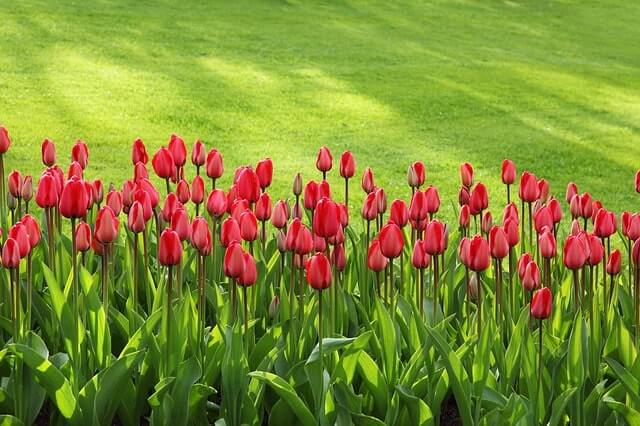 Die ideale Tulpen Pflanzzeit