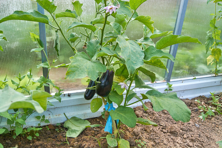 Die optimalen Bedingungen für die Aubergine