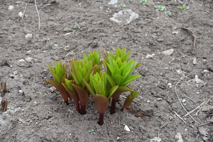 Die perfekten Standortbedingungen