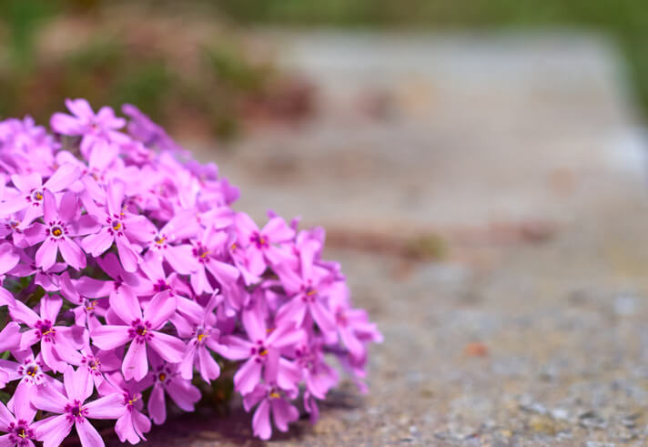 Die richtige Pflanzung