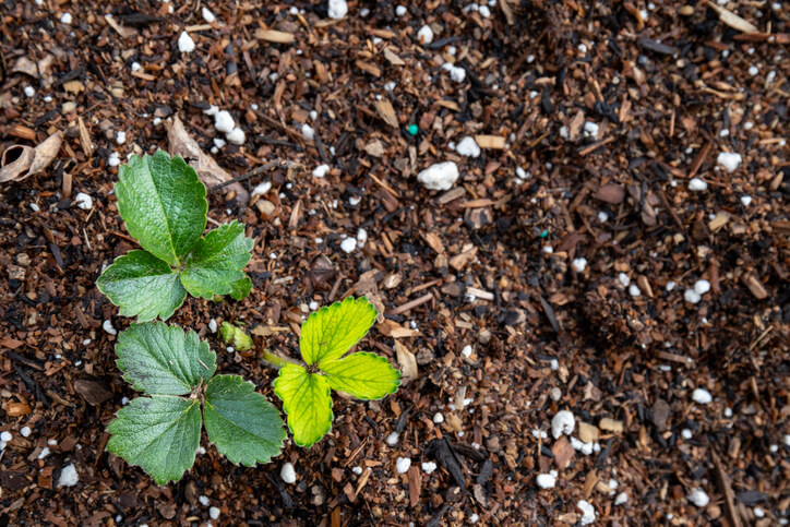 Die richtige Versorgung der Klettererdbeere