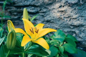 ᐅ Die Lilie ist verblüht darauf sollte geachtet werden!