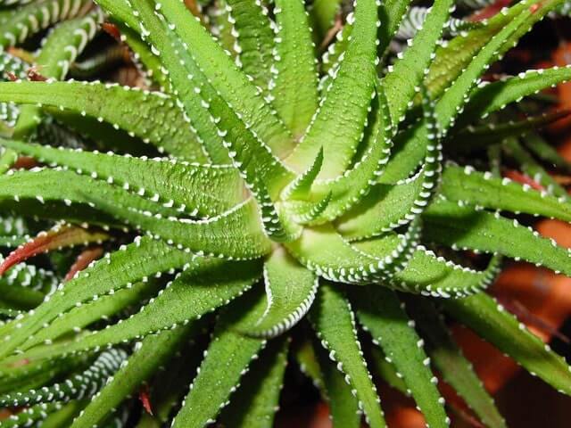 Eine Aloe Vera vermehren