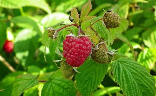 Eine Himbeerhecke im eigenen Garten - so wird sie richtig gepflanzt