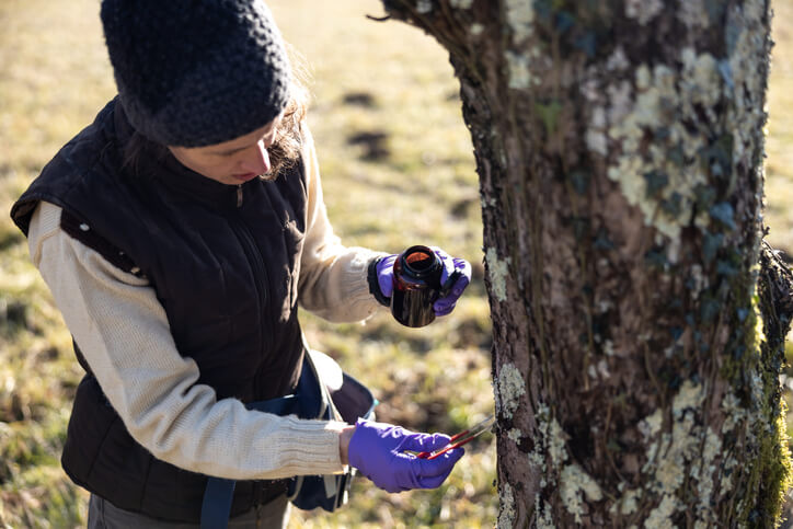 Entfernung von Baumflechten