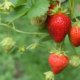 Erdbeeren vor Ameisen und Schnecken schützen