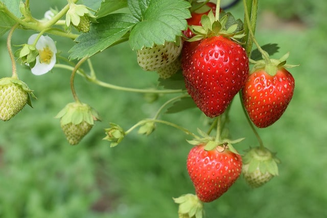 Erdbeeren vor Ameisen und Schnecken schützen
